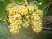 albarino