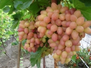 lyubava