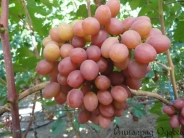 rannij-vinograd-gurman