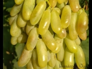 tor