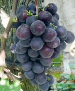 tyulpan