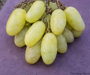 vakula