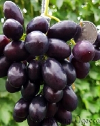 veleten1