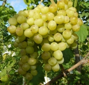 yarilo